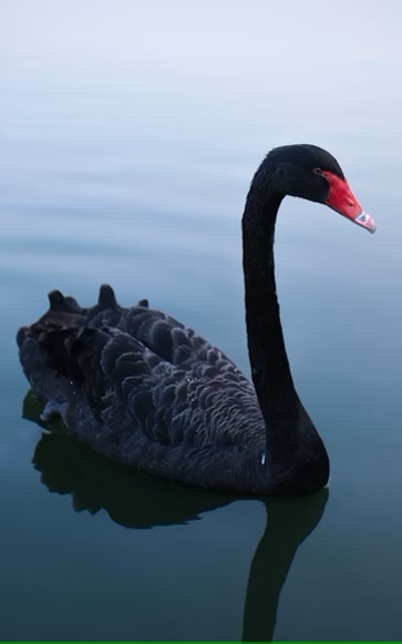 black swan